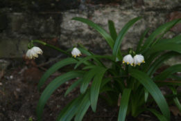 Leucojum vernum Lenteklokje bestellen